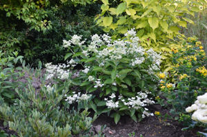 Obraz Hydrangea